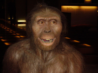 Datei:Australopithecus afarensis.jpg