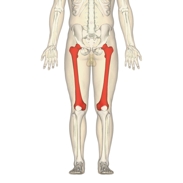 Datei:Femur - anterior view2.png