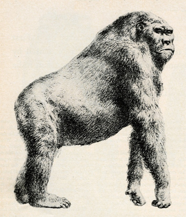 Datei:Gigantopithecus II.jpg
