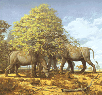 Datei:Indricotherium.jpg