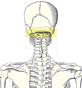 Occipital ridge.gif