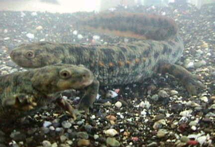 Datei:Pleurodeles waltl.jpg