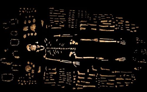 Homo naledi - Fossilien.jpg